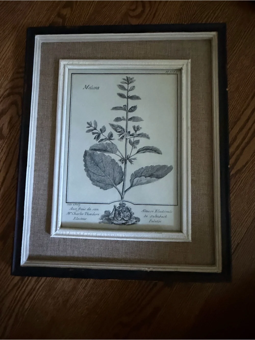 Uttermost Black, Cream & Brown Framed Botanical Print